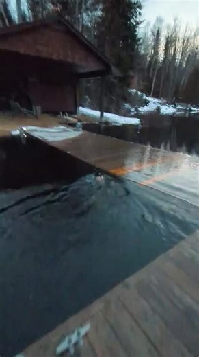 Dogs Fall Into Water While Walking on Flooded Dock