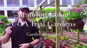 Join us at the UGA Trial Gardens Open House this Saturday, July 15 from 9 a.m. to noon. Admission is free and open to the public, so there's no excuse not to come out and see our beautiful garden! The garden is overflowing with color, flowers, and pollinators and there will be a limited number of plants for sale. Visit http://ugatrial.hort.uga.edu/ for more information about the Trial Gardens at UGA. | UGA College of Agricultural and Environmental Sciences