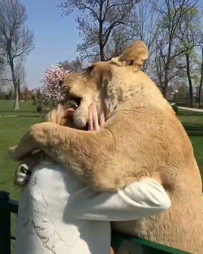 Lions hugging a woman
