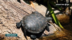 16K views · 266 reactions | Już są‼ Na platformie Polsat Box Go...