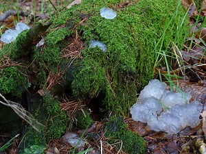 Star jelly: a mysterious substance that has confounded the best minds for centuries