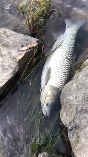 . “The Weird Reason Hippos Spread Poop 🤯🦛”#shorts #youtubeshorts #facts