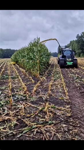 Harvest season in full swing 🚜🌽 Hard work, teamwork, and machines doing what they do best. This is how food is made. Respect the farmers 💪🌾#harvest #harvestcorn | Farmer girl
