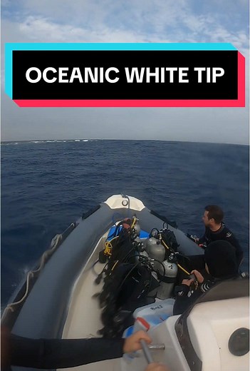 Oceanic White Tip Shark: Understanding Their Behavior