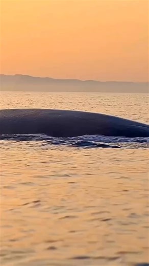4K views · 138 reactions | Explore the enchanting world of whales and...