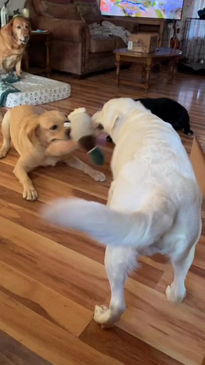 Mable is happy to have Tilly back and off of puppy duty. Tilly looks wonderful. Cannot even tell she had puppies. Her coat still looks great but meeds a bath. | Bella Valley Labrador Retrievers