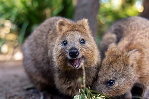 2.2K views · 269 reactions | A whole Quokka love  Our Quokka family...