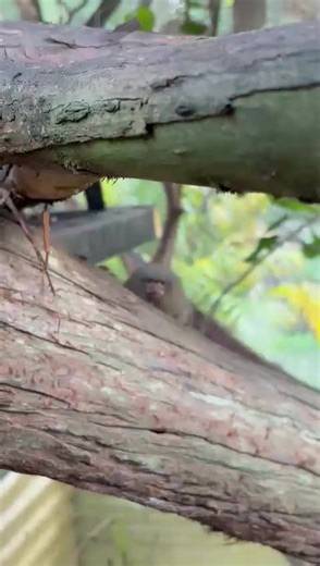 Pygmy Marmoset: The Adorable Tiny Monkey