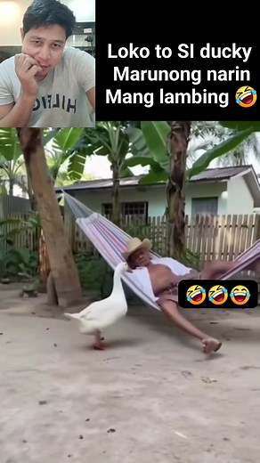 23K views · 596 reactions | Ducky wg mkuit ha #fblifestyle | Ramil Pardo Jamito | Facebook