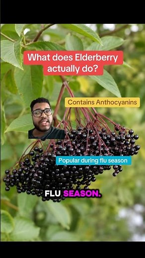 What Elderberry Actually Does Inside the Body