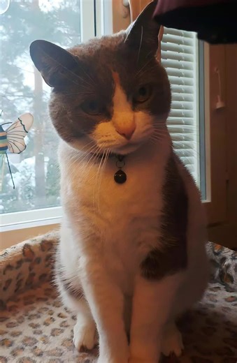 Tuula Laine (@tuula.laine)’s videos with The Muppet Show - Main Title - Dominik Hauser