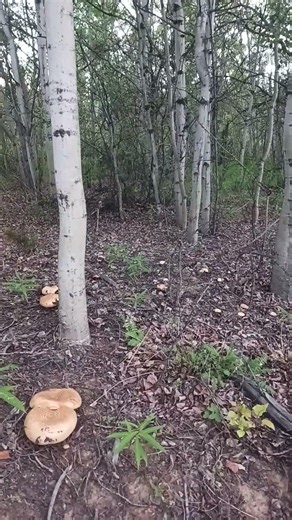How many mushrooms can you find? #fungusamongus