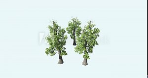 Animation video of a group of trees growing during breezy day. Tree growth sequence.