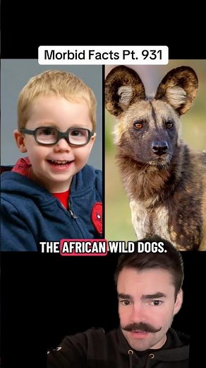 The DISTURBING African wild dogs case of Maddox Derkosh… #morbidfacts