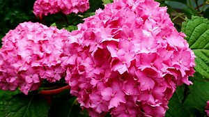 10 Tips for Growing Amazing Hydrangeas! 1. Prepare Your Soil for Success 2. Water Wisely 3. Mulch: A Gardener's Best Friend (See all 10 tips details >> https://www.gardenloversclub.com/ornamental/shrubs-ornamental/hydrangea/expert-tips-for-growing-hydrangeas/ | Garden Lovers Club