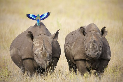 African black rhino populations are on the rise due to conservation efforts | One Earth