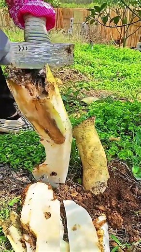 Fa 1902655446 mini rotary tillage and ridging all-in one tree short view #travel#beach#flowers