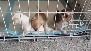 18K views · 170 reactions | Our applications for the kittens plus mum, and the puppies are open. If any of our followers are looking for an addition to their family. These can all be rehomed with kids, cat's and dogs. Please leave a ❤️   below to help us reach our target audience with the algorithm xxx | Canine Campus Pet Rescue and Food Bank | Facebook