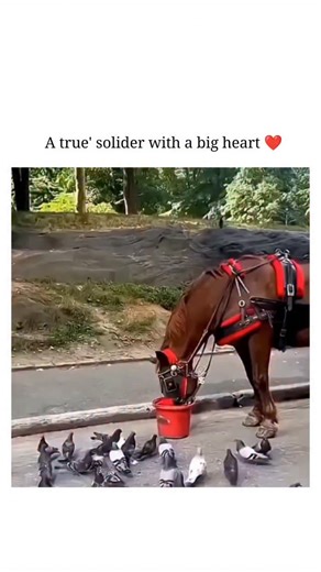 ᴡɪʟᴅ ꜰᴀᴄᴛ on Instagram: "This video is a truly touching example of animal altruism and interspecies friendship. It captures a moment where a horse, despite being harnessed for work, chooses to share its meal with a flock of pigeons. ​ ​The scene takes place in a park-like setting where a brown horse, equipped with a red and black harness and blinkers, is eating from a red bucket on the ground. A large group of pigeons is gathered around the bucket, hoping for a few dropped grains. ​ ​The Act of 