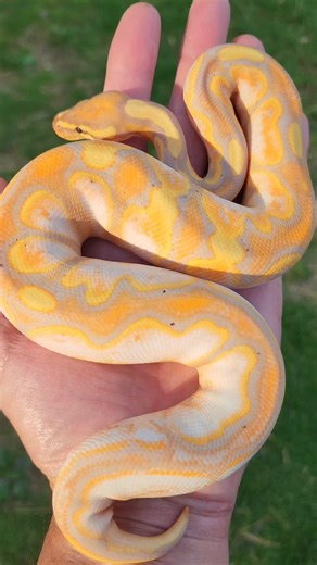 This spring...🤞 @topfans #ballpython #ballpythons #ballpythonmorphs #ballpythonbreeder #snake #snakes #snakesofinstagram #snakebreeder #python #pythons #pythonsofinstagram #reptile #reptiles #reptilelover #reptilekeeper #petsofinstagram #pets #foryoupageシ #facebookviral #facebookreel #OMG #orange #orangedreamballpython | Osborne Reptiles