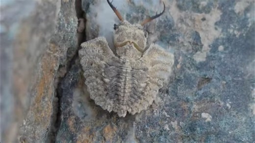 蝶角蛉是顶级的伪装伏击者