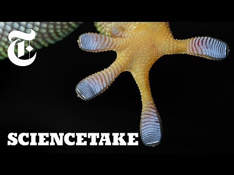 Harnessing the Power of Gecko Feet | ScienceTake