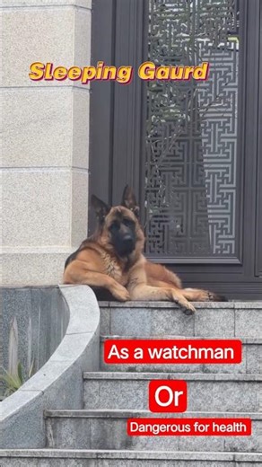GSD Protection Mode: ON! 🛡️ | Life with a German Shepherd in 15 seconds 🐾#GermanShepherd, #GSDLife,