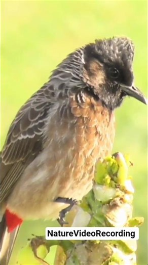 Bulbul Bird