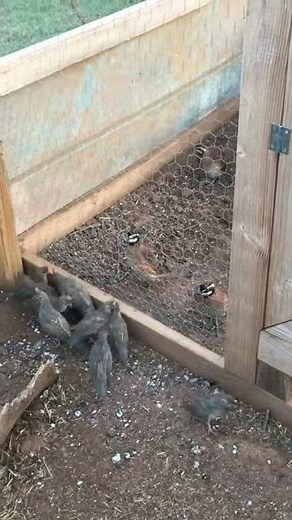 Texas Blue Scale Quail - 6 weeks old