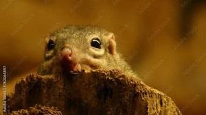 northern treeshrew (Tupaia belangeri)