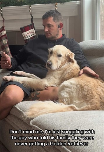 Golden Retriever's Playful Cuddle Moments