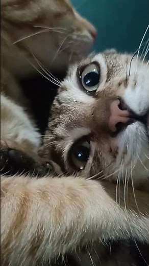 cat sleepy playing #shorts #funny #cat