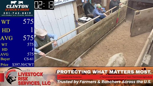 12/6/2025 - Cattle Auction - Clinton Stockyards For advertising information, please visit our partner’s website: https://www.bluestemdigital.com/ #LiveAuction #CattleSale #ClintonStockyards #FarmAuction #Ranching #LivestockMarket #BeefCattle #AgricultureLife #AuctionHouse #RuralLiving #BuyCattle #FarmersMarket #AuctionLivestream #FarmLife | Clinton Stockyards Inc.