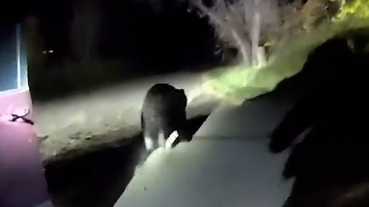 21K views · 82 reactions | Unbearably hilarious: See bodycam video of Colorado officers getting creative to rescue a bear stuck in a car. | The Des Moines Register | Facebook