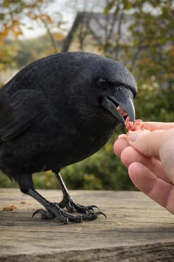 Proof that crows are the smartest neighbors you'll ever have! 🦅✨ From bringing 'gifts' like keys to sharing a quiet snack, these feathered geniuses never cease to amaze. It’s not just about the food; it’s about the bond and the incredible intelligence they show every single day. Nature truly has its own way of unlocking surprises! 🗝️🖤" #CrowLife #IntelligentBirds #CrowLove #BirdLovers #NatureMagic #SmartBirds #UrbanWildlife #CrowConnection #BirdWatching | Raven & Crow Addict