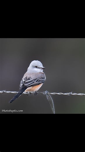 Scissor-tailed Flycatcher giving a great pose. | Photobuphs