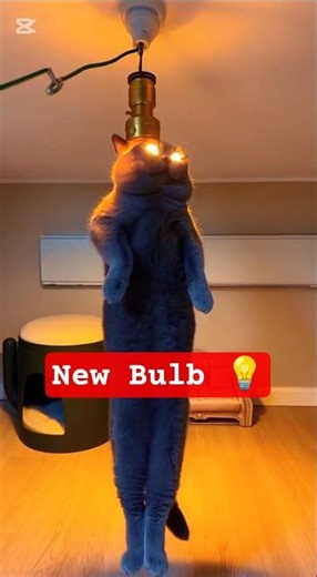 Cat Thinks He's a Light Bulb!| turn the light of cat meme| #catsoftiktok #catsofinstagram #fyp #asmr