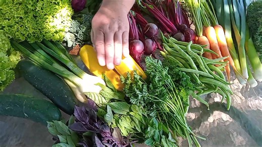 ❗️Orders closed ❗️- Unfortunately, due to the wonderful response to our vege-share post this week, we will not have enough produce to supply all requests for orders. Our manager will confirm with each customer if their order is confirmed for collection. Thank you for your support and understanding 😊. Welcome to our first harvest for 2026... our vege-shares this week have: red cabbage, lettuce, cucumber, spring onion, broccoli, zucchini, baby beetroot, carrots, leeks, curly kale, green beans, pa