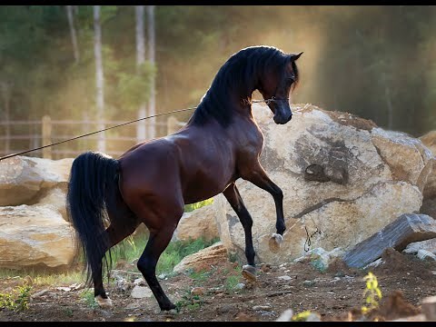 💞 SH Iberic Arabians: élevage de pur sang arabe depuis plus de 30 ans,visite virtuelle 2020 💞