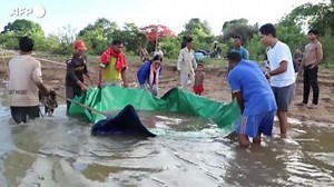 Cambogia, la razza gigante viene rimessa nel fiume: e' in via d'estinzione