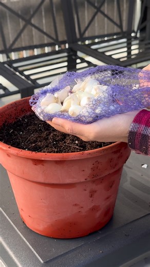 Planting pearl onions for delicious greens! 💚 #onions #onion #gardening #garden #growyourownfood #gardeningtips #gardeninspiration | Learn To Grow