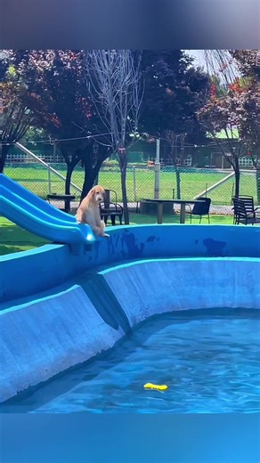 Golden Retrievers Having the Best Days Ever