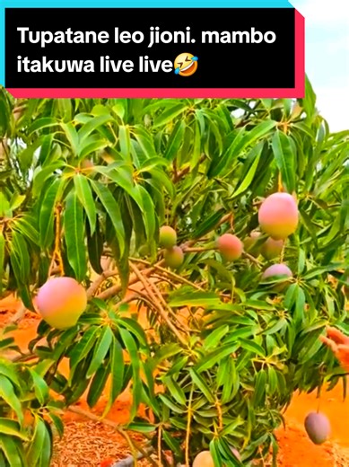 It's mango season. sisi bado ni wachawi. msi-change. Maintain hivo hivo🤣 #learnontiktok #nairobitiktokers #goviral #fyp #mangoseason