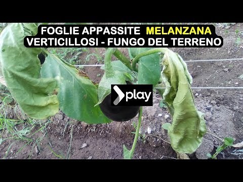 MELANZANA FOGLIE APPASSITE