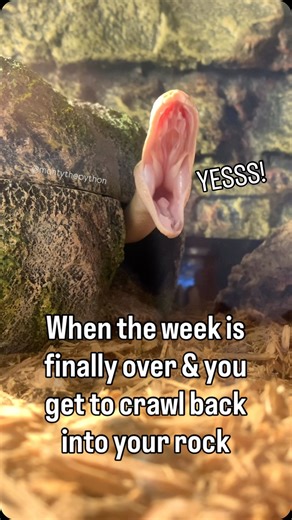 Monty the Python on Instagram: "TGIF 🙌 #montythepython #ballpython #cutesnake #ballpythonsofinstagram #snakesofinstagram #fyp #trendingaudio #reels #friyay #friday #fridayvibes #weekend #petsagram #cutepetclub #snake"