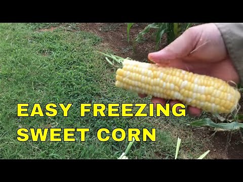 FREEZING CORN ON THE COB THE EASY WAY~And Harvesting
