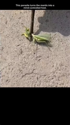 explainer Area on Instagram: "One of nature’s darkest mind-control stories happens inside a simple praying mantis. 🦗🧠🐍What you’re seeing isn’t just a bug — it’s a host being controlled by a parasite known as a horsehair worm. These worms grow and mature inside insects, silently feeding and waiting until the right moment.When it’s ready to leave, the worm doesn’t escape normally.It rewires the mantis’s brain.The insect suddenly seeks water — something a healthy mantis would never do. And once 