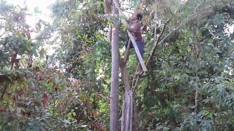 Building a Secret Treehouse in the Jungle