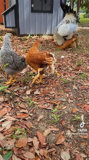 My 4-Legged Chicken Was Just Minding Her Business… Then THIS Happened! 😂🐔