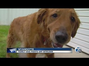 Family dog fights off intruder